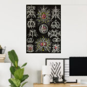 Ernst Haeckel - Stephoidea Poster (Heimbüro)