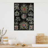 Ernst Haeckel - Stephoidea Poster (Küche)