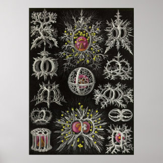Ernst Haeckel - Stephoidea Poster