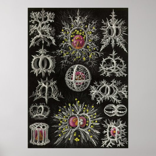 Ernst Haeckel - Stephoidea Poster (Vorne)
