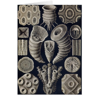 Ernst Haeckel - Tetracoralla Karte