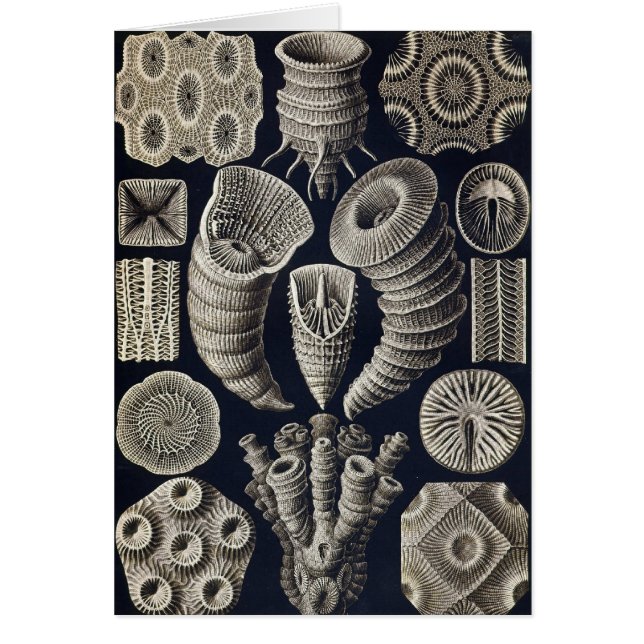 Ernst Haeckel - Tetracoralla Karte (Vorne)