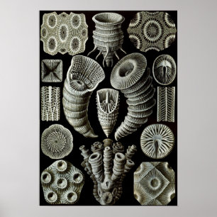 Ernst Haeckel Tetracorallia Poster