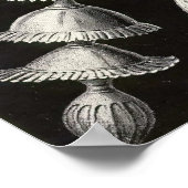 Ernst Haeckel - Thalamophora2 Poster (Ecke)