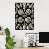 Ernst Haeckel - Thalamophora2 Poster (Heimbüro)