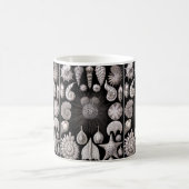 Ernst Haeckel Thalamophora I Kaffeetasse (Mittel)