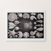 Ernst Haeckel Thalamophora I Puzzle (Horizontal)