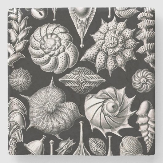 Ernst Haeckel Thalamophora II Steinuntersetzer (Vorderseite)