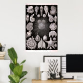Ernst Haeckel - Thalamophora Poster (Heimbüro)