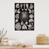 Ernst Haeckel - Thalamophora Poster (Küche)
