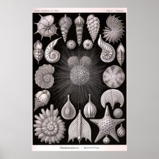 Ernst Haeckel - Thalamophora Poster