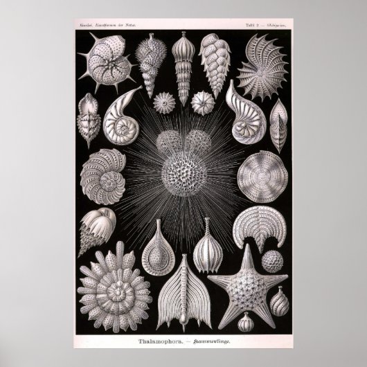 Ernst Haeckel - Thalamophora Poster (Vorne)