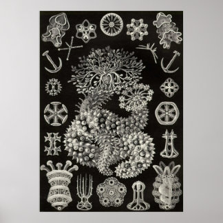 Ernst Haeckel - Thuroidea Poster