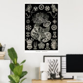 Ernst Haeckel Thuroidea Sea Cucumbers Poster (Heimbüro)