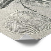 Ernst Haeckel - Tineida Poster (Ecke)