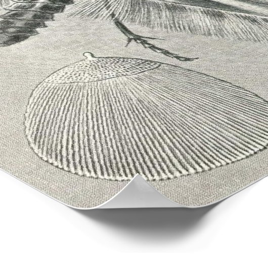 Ernst Haeckel - Tineida Poster (Ecke)