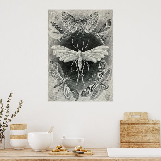 Ernst Haeckel - Tineida Poster (Küche)