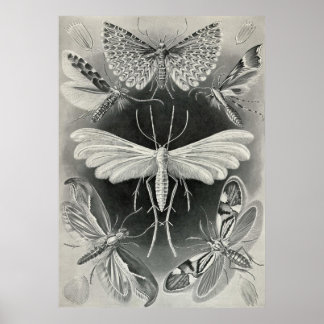 Ernst Haeckel - Tineida Poster
