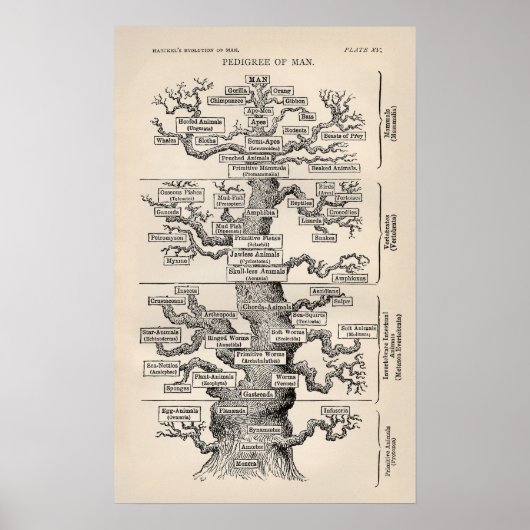 Ernst Haeckel Tree of Life Pedigree of Man Evoluti Poster (Vorne)