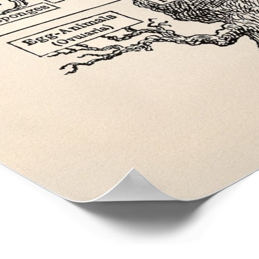 Ernst Haeckel Tree of Life Pedigree of Man Evoluti Poster (Ecke)