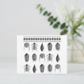 Ernst Haeckel Trilobite Pattern - groß Postkarte (Stehend Vorderseite)