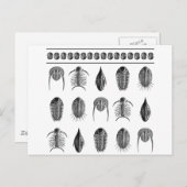 Ernst Haeckel Trilobite Pattern - groß Postkarte (Vorne/Hinten)