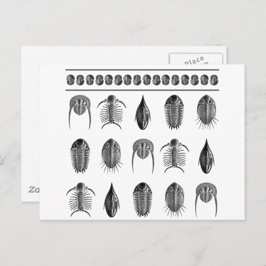 Ernst Haeckel Trilobite Pattern - groß Postkarte (Vorne/Hinten)