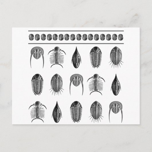 Ernst Haeckel Trilobite Pattern - groß Postkarte (Vorderseite)