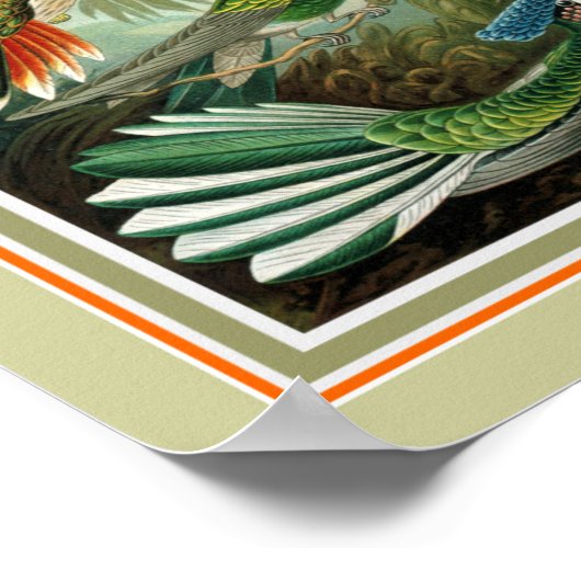 Ernst Haeckel "Trochilidae" 12 x 16 Print Poster (Ecke)