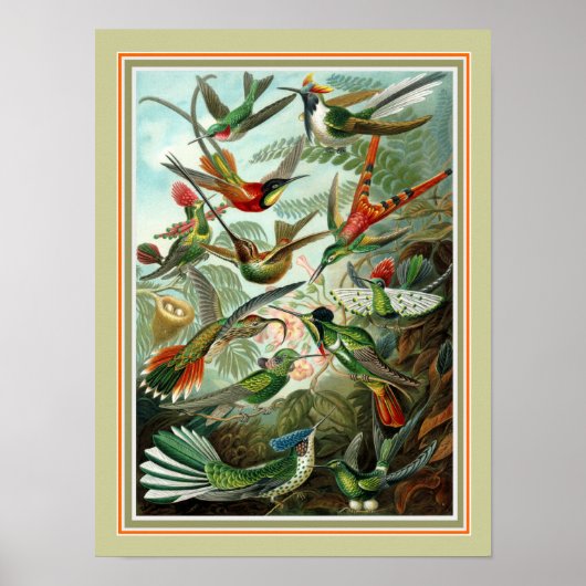 Ernst Haeckel "Trochilidae" 12 x 16 Print Poster (Vorne)