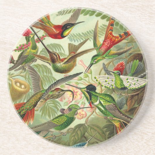 Ernst Haeckel Trochilidae Hummingbird Getränkeuntersetzer (Vorne)