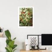 Ernst Haeckel Trochilidae Hummingbird Poster (Heimbüro)