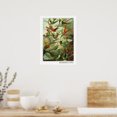 Ernst Haeckel Trochilidae Hummingbird Poster (Küche)