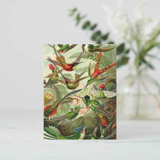 Ernst Haeckel Trochilidae Hummingbird Postkarte (Stehend Vorderseite)