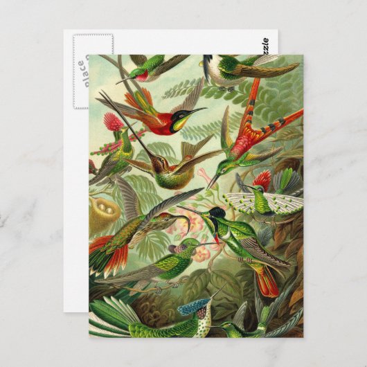 Ernst Haeckel Trochilidae Hummingbird Postkarte (Vorne/Hinten)