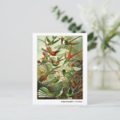 Ernst Haeckel Trochilidae Hummingbirds neue Adress Ankündigungspostkarte (Stehend Vorderseite)