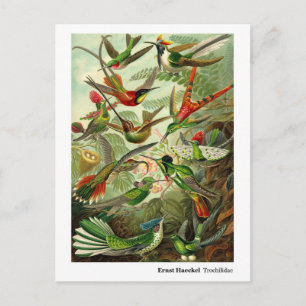 Ernst Haeckel Trochilidae Hummingbirds with Border Postkarte