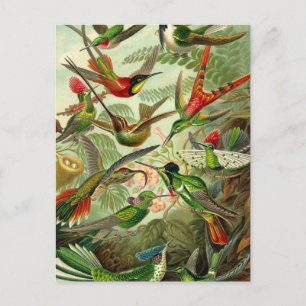 Ernst Haeckel Trochilidae Kolibri Postkarte