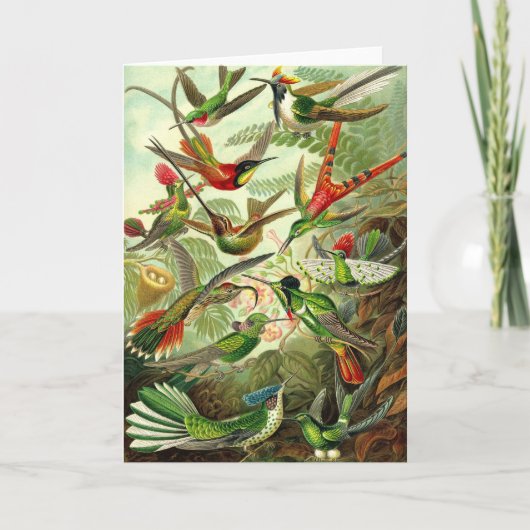 Ernst Haeckel - Trochilidae-Kolibris Karte (Vorderseite)