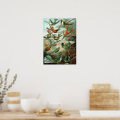Ernst Haeckel - Trochilidae Poster (Küche)