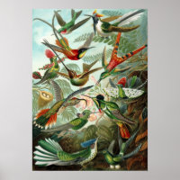 Ernst Haeckel - Trochilidae