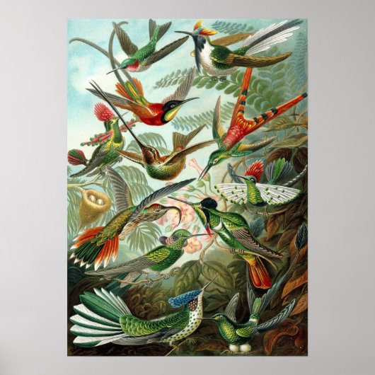 Ernst Haeckel - Trochilidae Poster (Vorne)