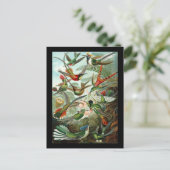 Ernst Haeckel Trochilidae Postkarte (Stehend Vorderseite)
