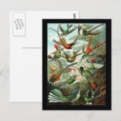 Ernst Haeckel Trochilidae Postkarte (Vorne/Hinten)