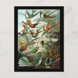 Ernst Haeckel Trochilidae Postkarte