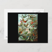 Ernst Haeckel Trochilidae Postkarte (Vorne/Hinten)