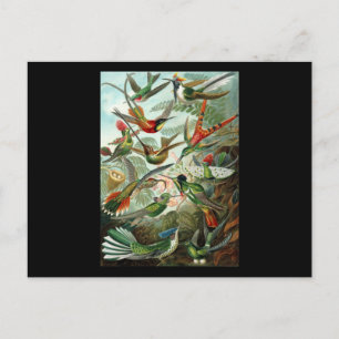 Ernst Haeckel Trochilidae Postkarte