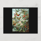 Ernst Haeckel Trochilidae Postkarte (Vorderseite)