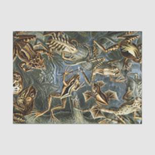 Ernst Haeckel-Vielzahl der exotischen Frösche: Seidenpapier