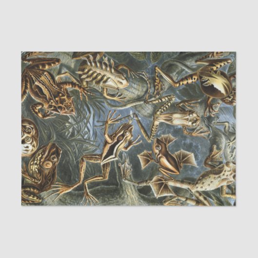 Ernst Haeckel-Vielzahl der exotischen Frösche: Seidenpapier (Vorderseite)
